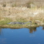 Alligator profile